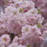 ほんわり