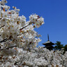 京都・桜浪漫譚⑯(仁和寺）