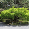京都御苑の新緑