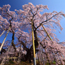 三春滝桜