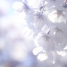 HANA・HANA 33 (sakura・madoromi)