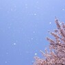 春風に誘われてⅡ