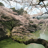 千鳥ヶ淵の桜