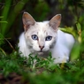 Blue Eyes Cat