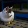 夜の猫