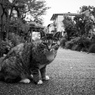 近付きたいけど