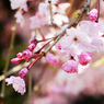 桜の季節