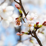 快晴と桜