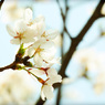 ふんわり桜砂糖