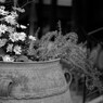 Petit printemps