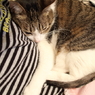 お邪魔猫♪
