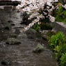 二ヶ領用水-雨に散る桜