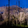 夜としだれ桜