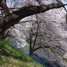 お堀の桜-12