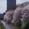 お堀の桜-13