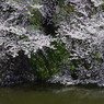 お堀の桜-14