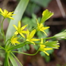 黄花甘菜