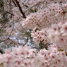 桜応