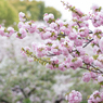 造幣局桜の通り抜け２