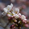 久保桜の江戸彼岸