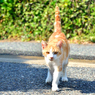 しっぽがピンッ