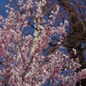  伊佐沢の久保桜-4