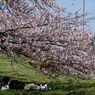 桜の木の下には、人が眠ってる