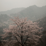 霧に包まれる山櫻