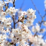 SAKURA>2014<