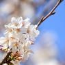SAKURA>2014<