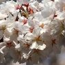SAKURA>2014<