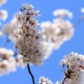 SAKURA>2014<