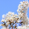 SAKURA>2014<