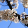 SAKURA>2014<