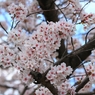 SAKURA>2014<