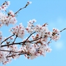 SAKURA>2014<