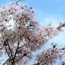 SAKURA>2014<