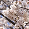 SAKURA>2014<