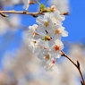 SAKURA>2014<