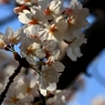 SAKURA>2014<