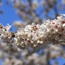 SAKURA>2014<