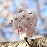 SAKURA>2014<