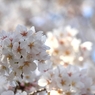 SAKURA>2014<