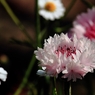 カメラ散歩～2014.4.23～