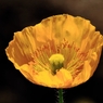 カメラ散歩～2014.4.23～