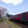 sakura。テツ