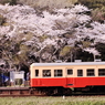 トトロ駅にも桜咲く