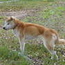 愛犬の復活