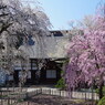 光禅寺の枝垂桜