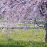 流れ桜２ by the old PENTAX lens（投稿１周年）